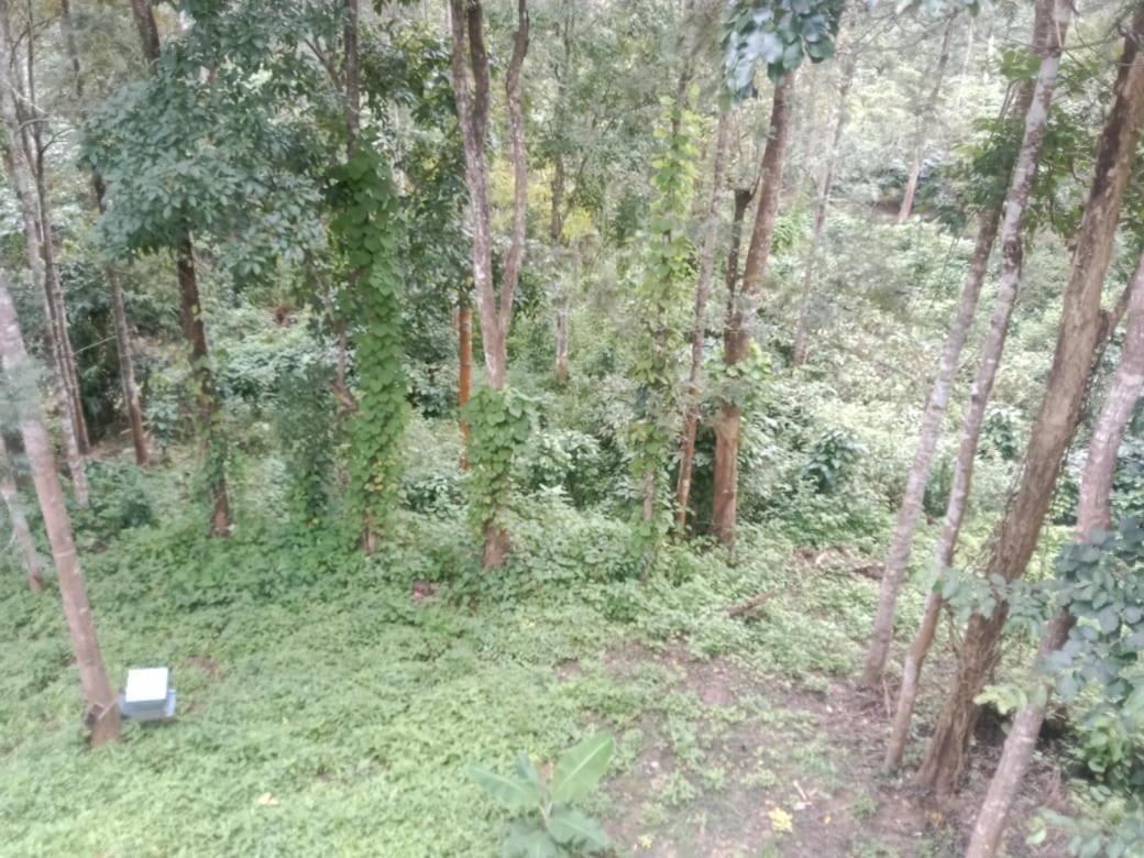 Elephant Path Coorg 3Bhk Villa Suntikoppa Exterior foto